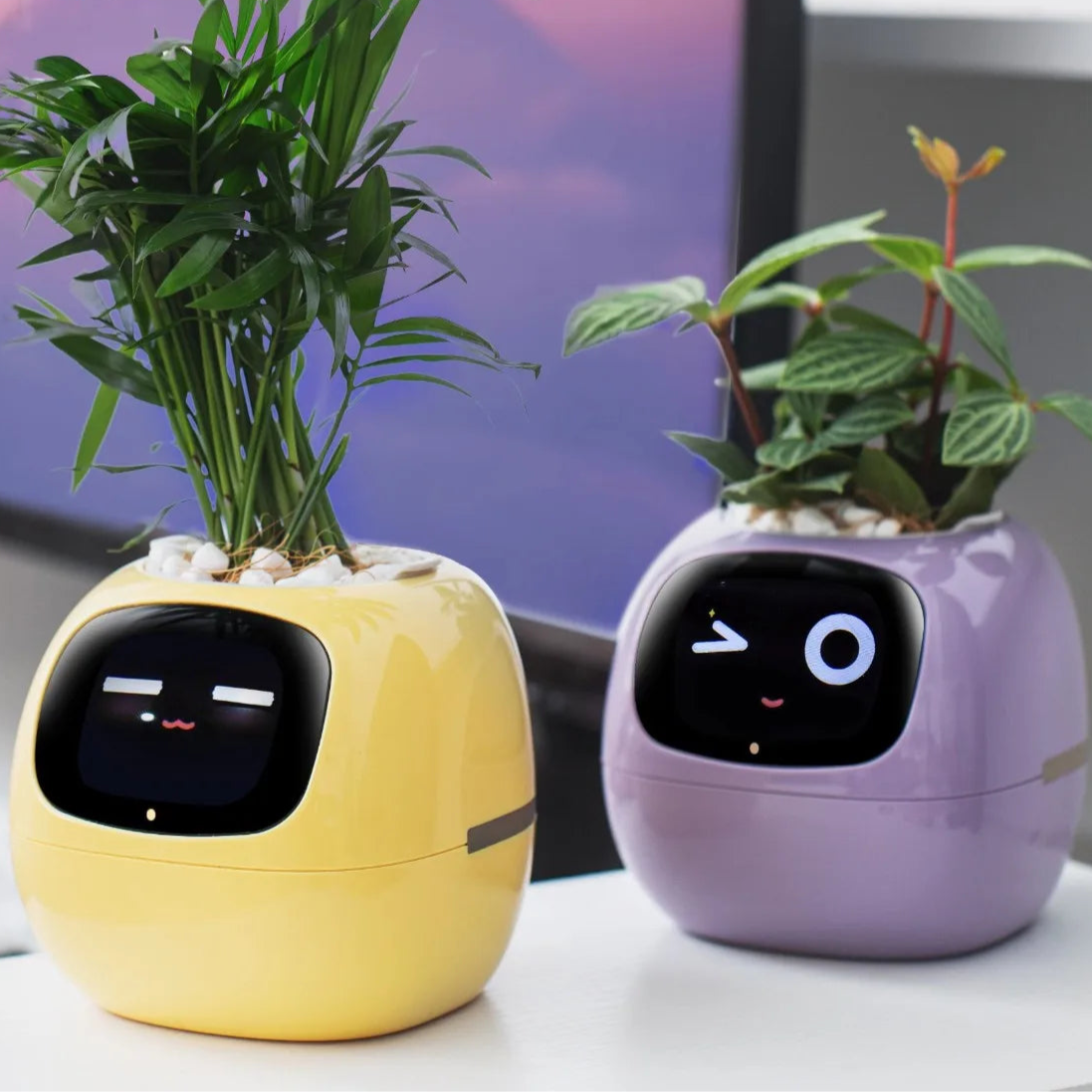 Pot de fleurs intelligent animées et capteurs connectés