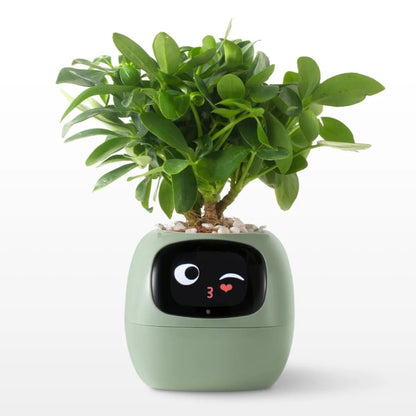 Pot de fleurs intelligent animées et capteurs connectés